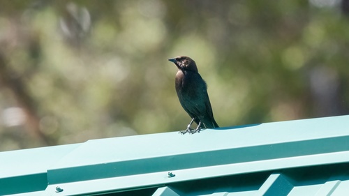 iNaturalist observation photo of Brown-headed Cowbird