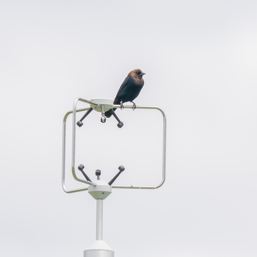 iNaturalist observation photo of Brown-headed Cowbird