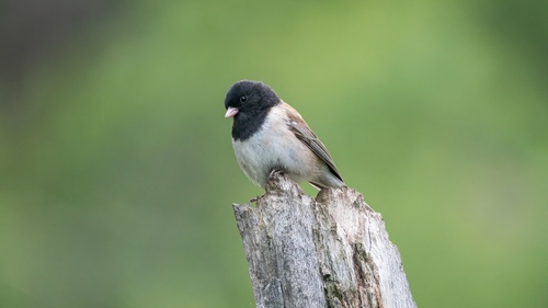 iNaturalist observation photo of Dark-eyed Junco