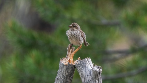 iNaturalist observation photo of Cassin's Finch