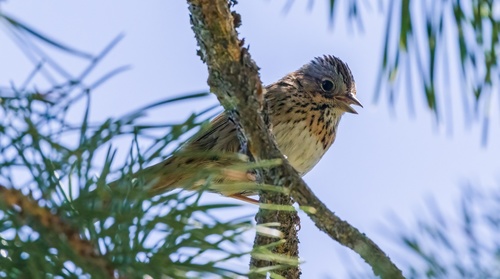 iNaturalist observation photo of Lincoln's Sparrow