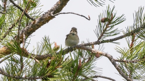 iNaturalist observation photo of Western Warbling Vireo