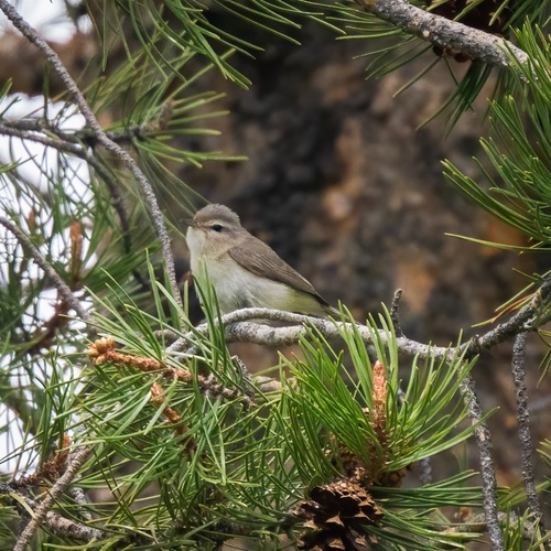 iNaturalist observation photo of Western Warbling Vireo