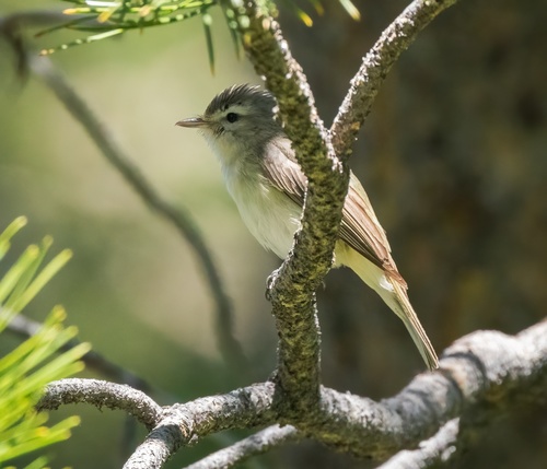 iNaturalist observation photo of Western Warbling Vireo