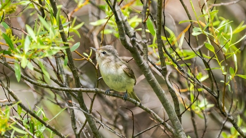 iNaturalist observation photo of Western Warbling Vireo