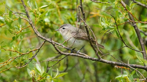 iNaturalist observation photo of Western Warbling Vireo