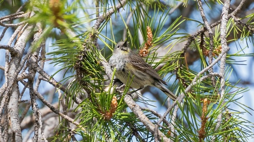iNaturalist observation photo of Yellow-rumped Warbler