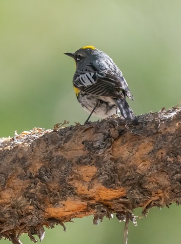 iNaturalist observation photo of Yellow-rumped Warbler