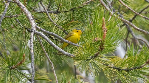iNaturalist observation photo of Wilson's Warbler