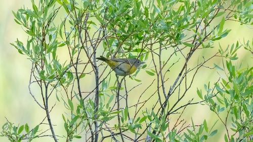 iNaturalist observation photo of Nashville Warbler