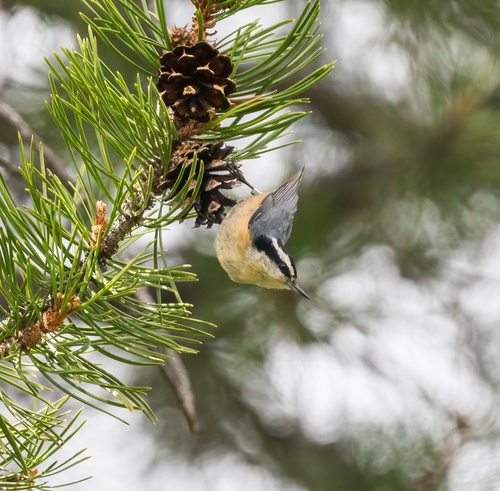 iNaturalist observation photo of Red-breasted Nuthatch