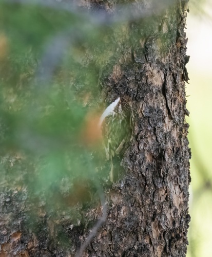 iNaturalist observation photo of Brown Creeper