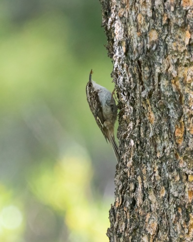 iNaturalist observation photo of Brown Creeper
