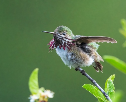 iNaturalist observation photo of Calliope Hummingbird