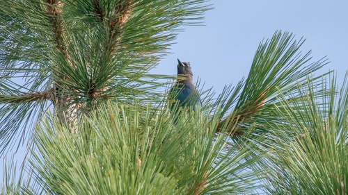 iNaturalist observation photo of Steller's Jay