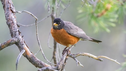 iNaturalist observation photo of American Robin