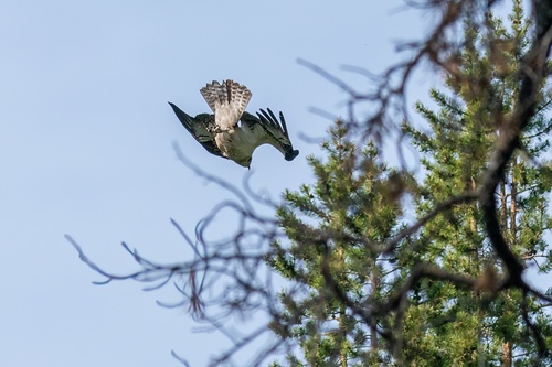 iNaturalist observation photo of Osprey