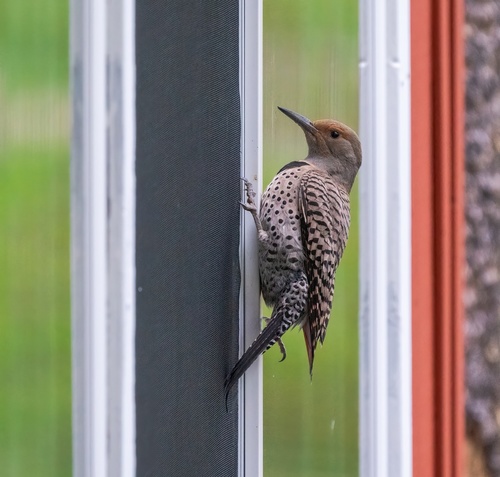 iNaturalist observation photo of Northern Flicker
