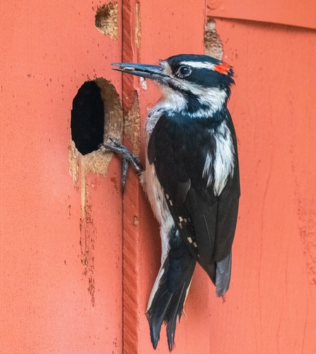 iNaturalist observation photo of Hairy Woodpecker