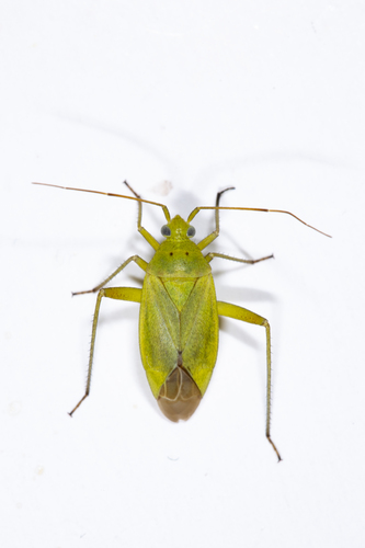 Potato Mirid