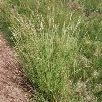 Rushes of various types, all having slender green stems — Green