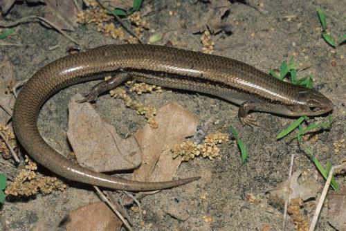 Prairie Skink