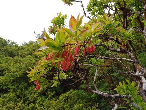 Azores Blueberry