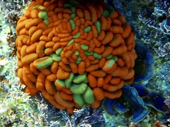 Phlyctenactis tuberculosa image