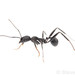 Sardoa-group Collared Ants - Photo (c) Steven Wang, all rights reserved, uploaded by Steven Wang