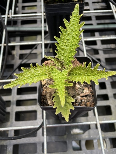 ridge rollandia (Cyanea longiflora)