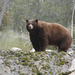 California Black Bear - Photo (c) Greg Boreham, all rights reserved