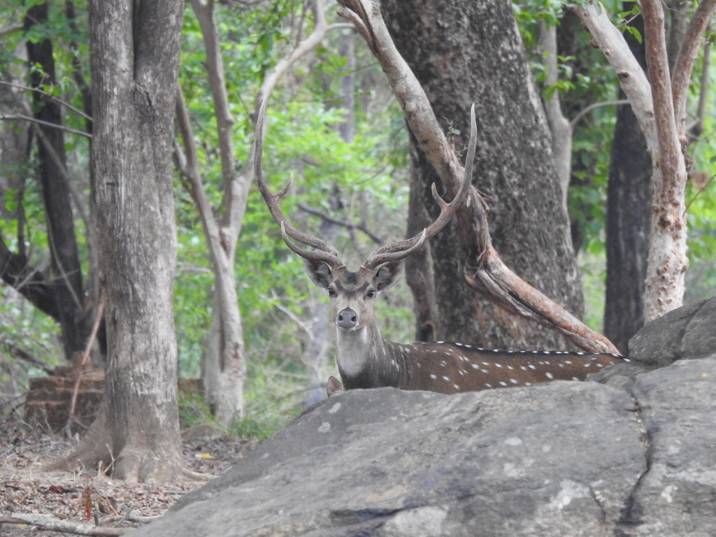 Chital from Mandla, Madhya Pradesh, India on June 12, 2022 at 07:58 AM ...