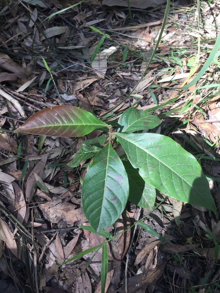 umbrella cheese tree from Steve Irwin Way, Landsborough, QLD, AU on
