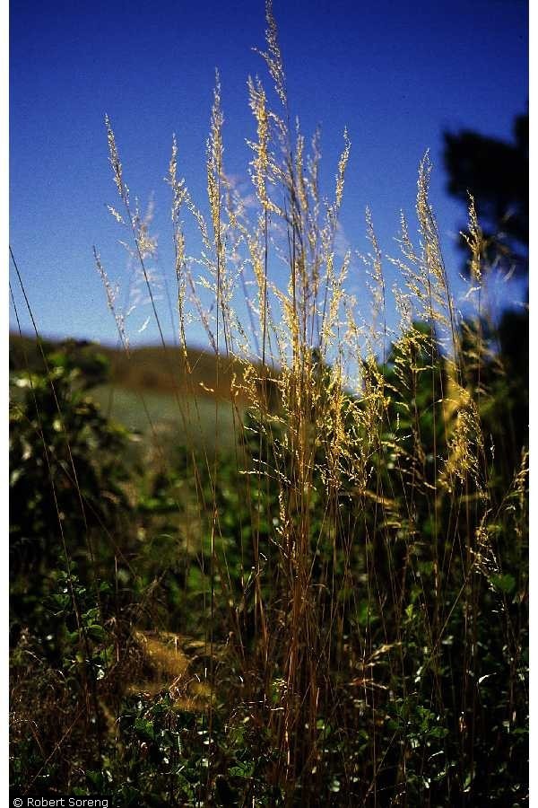 Kentucky Bluegrass Level 1 Gde Scnf Common Species · Inaturalist