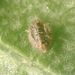 Whitefly Parasitic Wasps - Photo (c) 螯蝦, all rights reserved, uploaded by 螯蝦