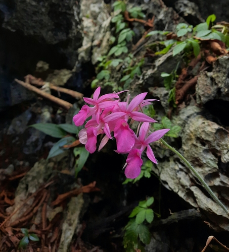 Calanthe rosea (Calanthe rosea)