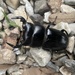 Dorcus antaeus antaeus - Photo 由 Vineith 所上傳的 (c) Vineith，保留所有權利