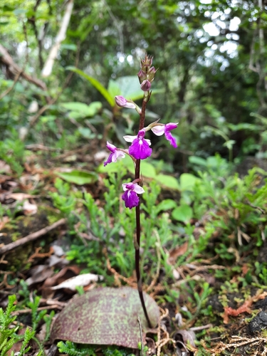 Hemipilia calophylla · iNaturalist NZ