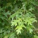 Quercus texana - Photo (c) seestuff, כל הזכויות שמורות, הועלה על ידי seestuff