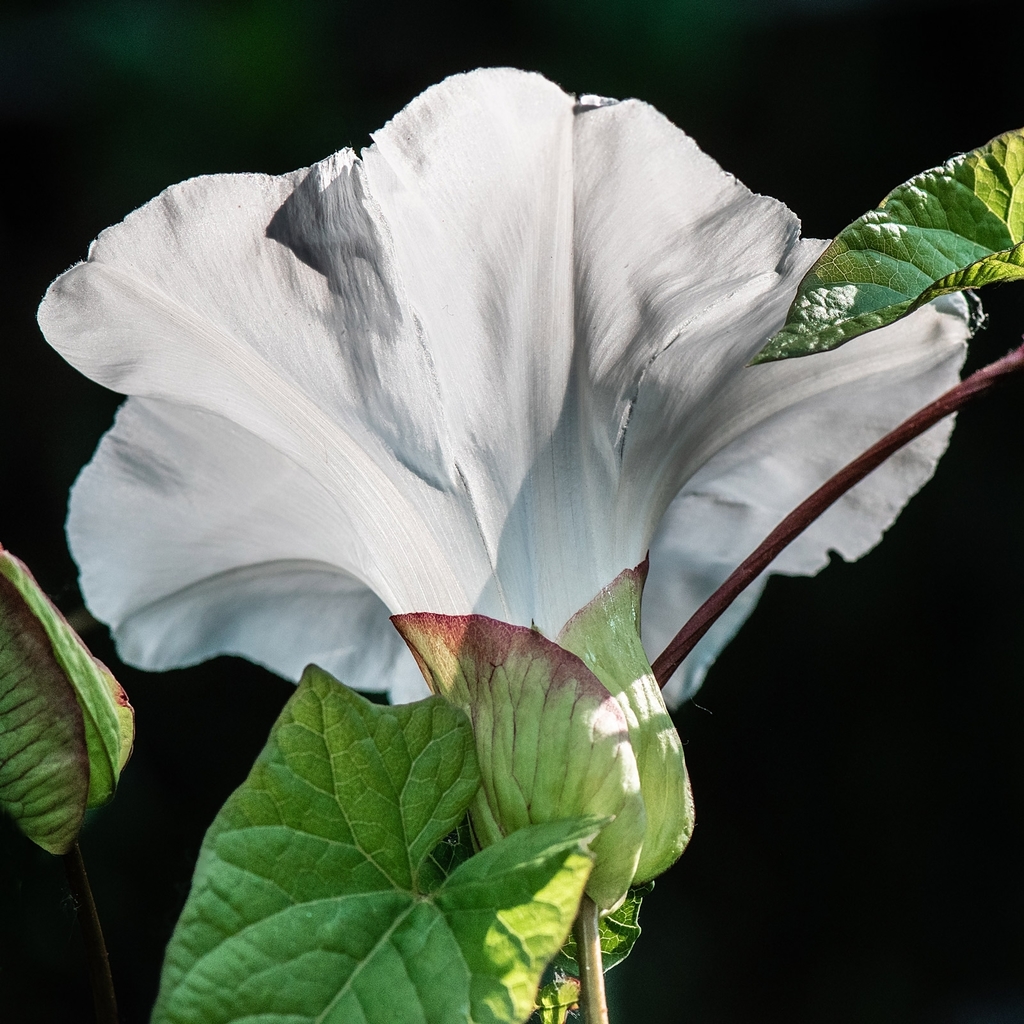 Giant bindweed