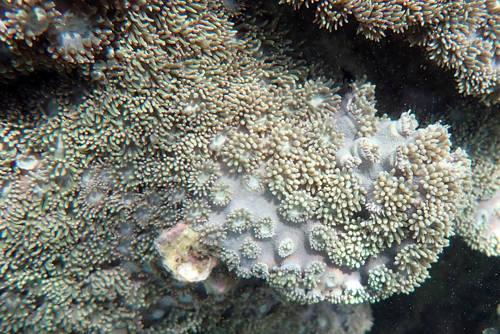 Pagoda Coral in May 2022 by Carol Kwok · iNaturalist