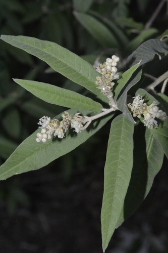 Croton argyrophyllus
