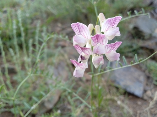 ribbed vetch