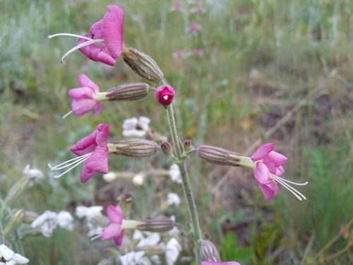 Silene quadriloba