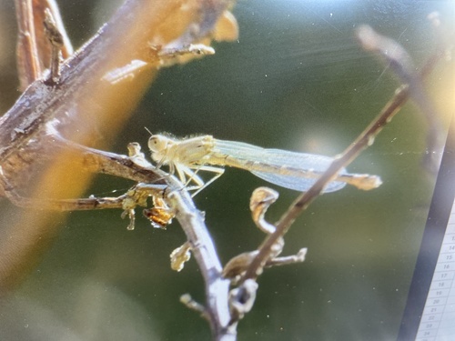 iNaturalist observation photo of Damselflies