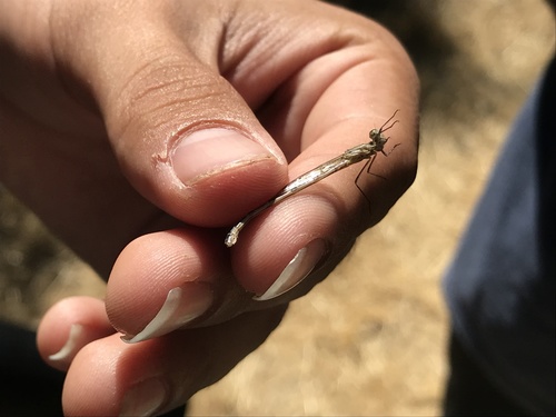 iNaturalist observation photo of Western Forktail