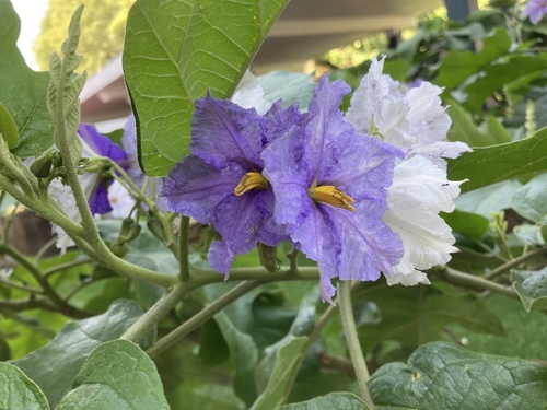blue potato tree
