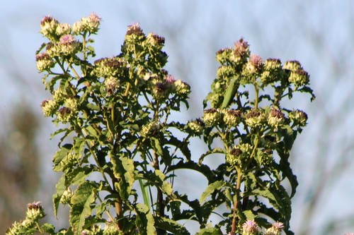 Shire Vernonia