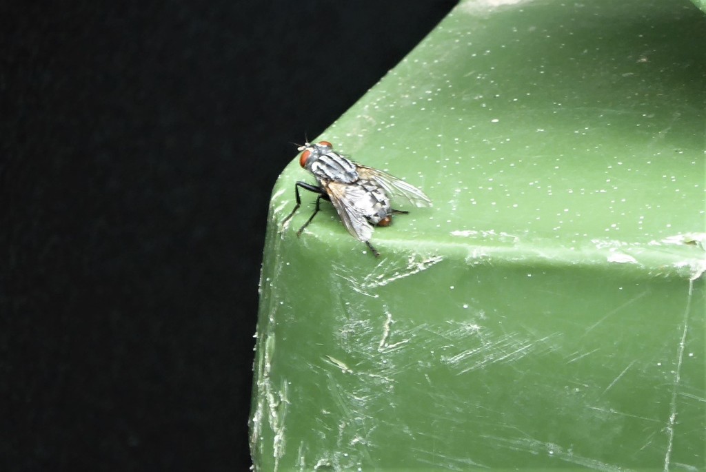 Flesh Flies and Satellite Flies from Auburn, CA, USA on June 12, 2022