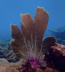 Purple Sea Fan